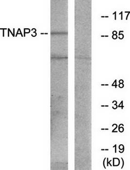 TNAP3 antibody