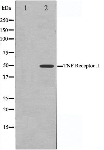 TNF-R2 antibody