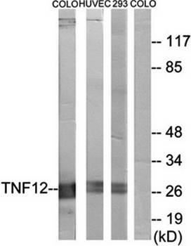 TNF12 antibody