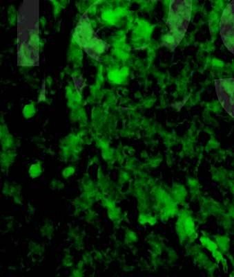 TNF alpha (1F6) Mouse Monoclonal Antibody