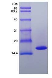 TNF alpha protein