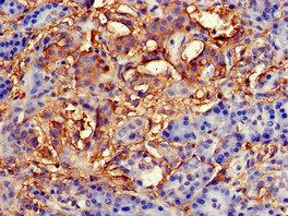 TNFAIP1 Antibody