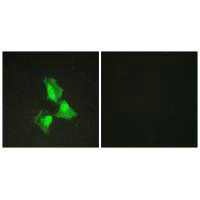 TNFAIP3 Antibody