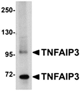 TNFAIP3 Antibody