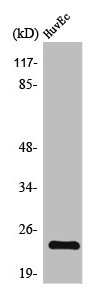 TNFAIP8 antibody