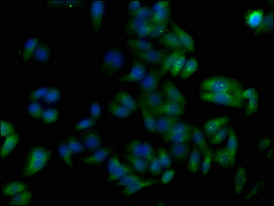 TNFAIP8L1 antibody