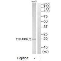 TNFAIP8L2 antibody