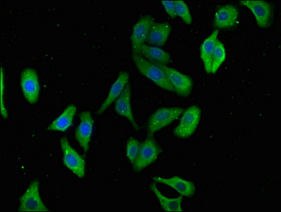 TNFAIP8L2 Antibody