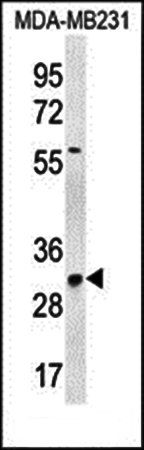 TNFAIP8L3 antibody
