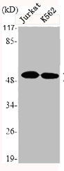 TNFRSF10A antibody