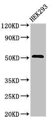 TNFRSF10A Antibody