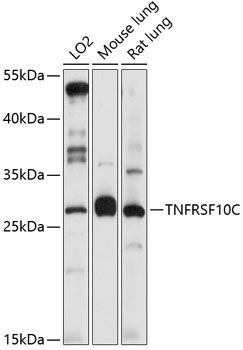 TNFRSF10C antibody