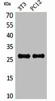 TNFRSF10C antibody