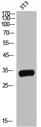 TNFRSF13B Antibody