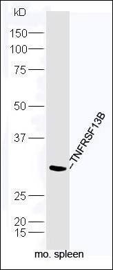 TNFRSF13B antibody