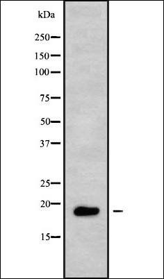 TNFRSF13C antibody