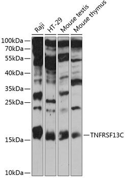TNFRSF13C antibody