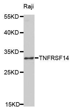 TNFRSF14 antibody
