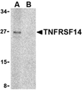 TNFRSF14 Antibody
