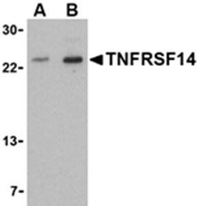 TNFRSF14 Antibody