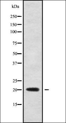 TNFRSF17 antibody