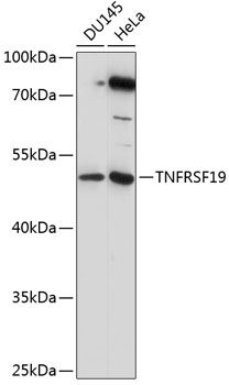 TNFRSF19 antibody