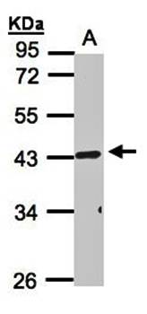 TNFRSF19L antibody