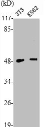 TNFRSF1B antibody