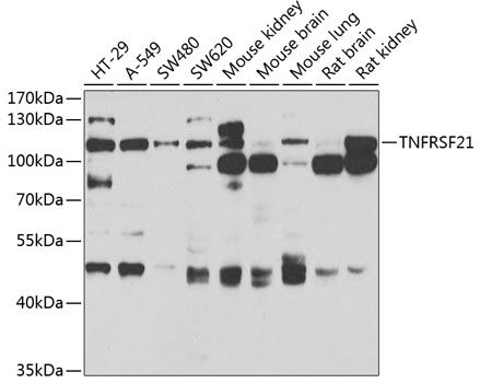 TNFRSF21 antibody