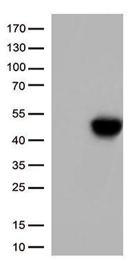 TNFRSF4 antibody