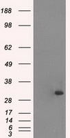 TNFRSF4 antibody
