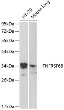 TNFRSF6B antibody