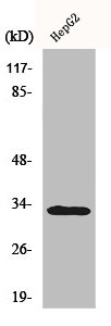 TNFRSF6B antibody