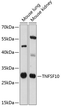 TNFSF10 antibody