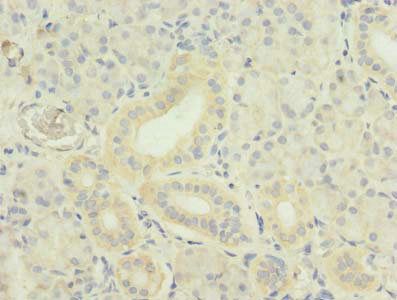 TNFSF12 Antibody