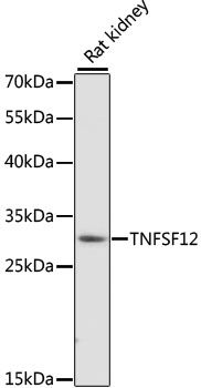 TNFSF12 antibody