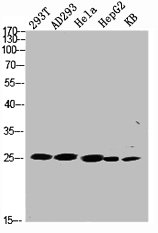 TNFSF12 antibody