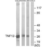 TNFSF12 antibody