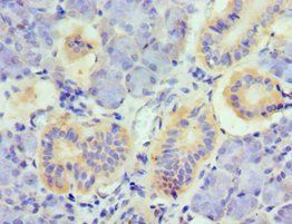 TNFSF13 Antibody