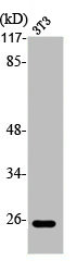 TNFSF13 antibody