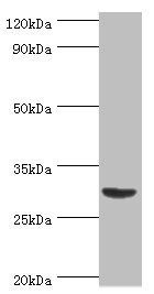 TNFSF13B antibody