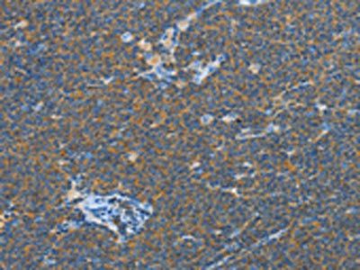 TNFSF13B Antibody