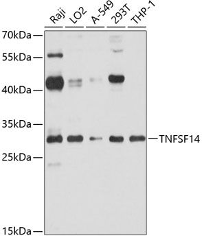 TNFSF14 antibody