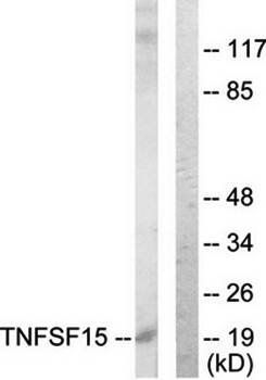 TNFSF15 antibody