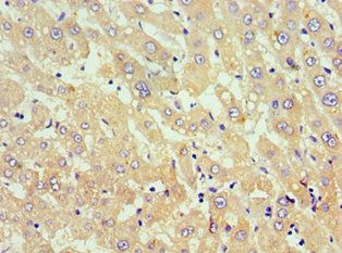 TNFSF18 Antibody