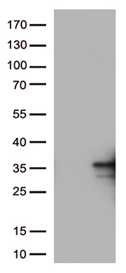 TNFSF9 antibody