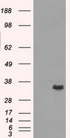 TNFSF9 antibody