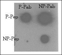 TNIK-pS764 antibody