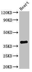 TNMD antibody