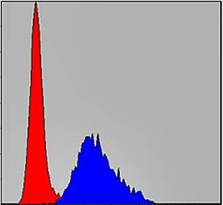 TNNI2 Antibody